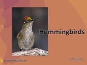 Hummingbirds<BR/> English