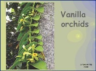 סחלב הווניל<BR/>Vanilia orchid
