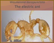 The electric ant<BR/>Wasmannia Auropunctata