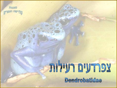 צפרדעים רעילות<BR/> Dendrobatidae