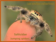 Arañas saltarinas