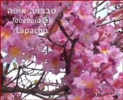 טבבויה איפה - Lapacho<BR/> Taebuia  ipe