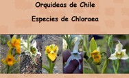 Orquideas chilenas  <BR/>Chloraea