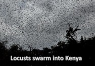 Locust swarms in east Africa <BR/>הארבה הקניה 2020