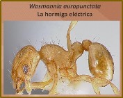 La hormiga electrica<BR/>Wasmannia Auropunctata