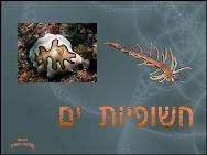 חשופיות ים<BR/>Nudibranch