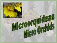 Micro Orchids<BR/>מיני סחלבים